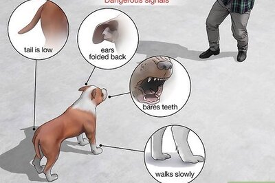 How to Remain Calm Around Aggressive Dogs